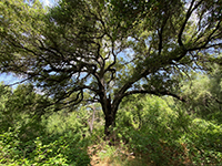 Large Coastal Oak tree along the Oak Grove Trail.