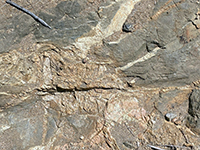 Migmatite, blue schist with aplite dike veins exposed in road cut.