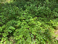 Poison oak occurs in abundance along the Oak Grove and Creekside Trails.