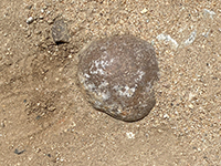 A Poway cobble exposed in the Green Valley Truck Trail.