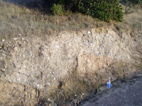 Fault cutting through alluvial fan sediments along the Old State Road