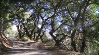 Mature oak trees along the Anza Trail