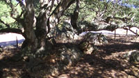 Massive oak trees and boulder outcrop along the Anza Trail