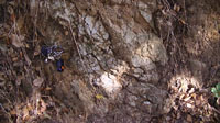 Quartz-rich pegmatite dike in the weathered granitic gneiss at the west end of the Anza Trail