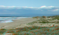 Monterey Bay beach