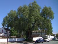 California Pepper Tree