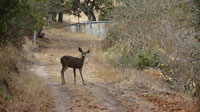 Deer along a trail at the Saint Francis Retreat Center