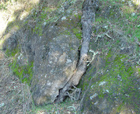 tree roots in basalt