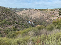 View overlooking coastal sage scrub plants with a small pond in the San Dieguito River canyon in the distance.
