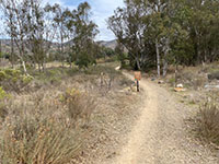 View of a dirt trail  with a small sign and a grove of eucalyptus trees.