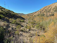 View of the dense vegetation growth along the San Dieguito River in Del Dios Gorge.
