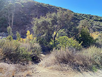 View of the dirt trail runing along the left side of the stream valley.