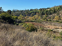 View of the grass and brush covered landscape of the San Dieguito River floodplain.