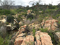 View of the rocky  outcrops of white and orange colored rocks with vertical fractures.