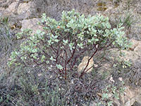 A small red-bark manzanita bush next to a series of gray boulders.