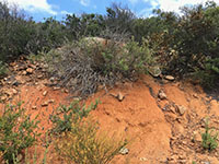 A cut along the Del Dios Trail where a deep orange-colored soil profile is exposed.