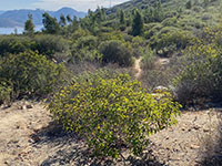 View of a coastal sage plant community with a narrow trail visible heading off across the landscape toward Lake Hodges in the distance.