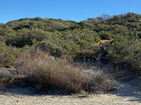 Trailside view of a mixed chaparral shrub plant community on a hillside.