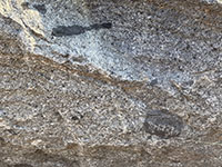Tonalite (a plutonic rock) with basalt xenoliths (a volcanic rock)