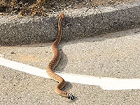 Ralttlesnake resting on roadside curb along the Double Peak Trail.