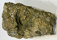 A rock sample, about 10 inches long, of a brown. sandy conglomerate bearing an abundance of clam shells, mostly fragments.