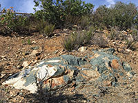An outcrop of greenstone showing a scattering of white, weather surfaces with a surface coating of white mineral deposits.