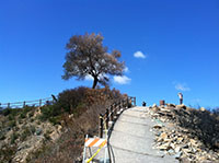 View of the fire-scorched olive tree on the top of Double Peak that amazingly was saved after the fire.