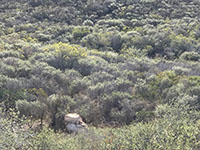 View looking down a slope toward a hillside covered with blooming chamise bushes in the Elfin Forest reserve.