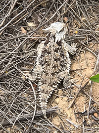 A horned lizard resting on small sticks and trail dirt.