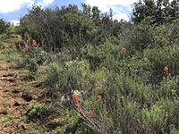 Flowers of indian paintbrush blooming amongst small plants along a dirt trail in the Elfin Forest Recreational Reserve.