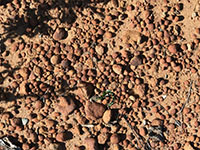 A brown sandy surface covered with hundreds of tiny ironstone concretions concentrated by surface erosion.