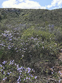 Pale purple or blue flowers covering low bushes of California lilacs on a mountain slope in the Elfin Forest reserve.