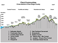 Illustrated diagram showing the relationship between dominant plant communities and an elevation cross section from the coast to the mountain peaks in San Diego County.