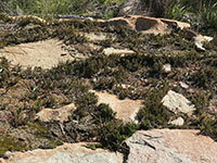 Patches of exposed bedrock with small plants, mosses, and cryptobiotic crust.
