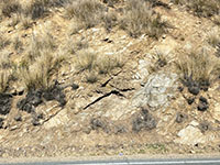 view of a road cut with layers of rock that dip to the left along the edge of Harmony Grove Road.