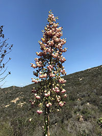 The blooming stock of a Mexican yucca with pail pink flowers with a mountain slope in the distance.