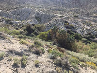 Vegetation grows along the seeps and springs in lowereSquaw Canyon.