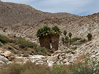 Desert palms grow along seeps in the canyon west of the fault zone in Palm Canyon.
