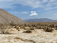 The fault runs along the mountain front of the Terra Blanca Mountains in the vicinity of Palm Canyon.