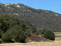 Willard Fault scarp on the west of Pala Road, south of Pechanga in the south end of Wolf Valley. This view is from the parking area for the Pechanga Tribal Health Services parking area. Note the coyote in the grassy field.