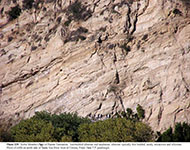 Outcrop of Late Tertiary sandstone beds exposed  along the Santa Ana River Canyon near Corona.