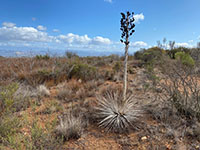 A lone Mojave Yucca  that has gone to seed along the trail at Stop F.