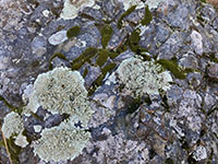 Lichen and mosses on a gray rock surface along Franks Peak Trail.