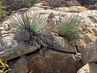 Yucca on rock face along the trail at Stop F. (Gives the rock a face-like appearance.)