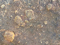Light-colored breccia clasts exposed on a dark weathered surface of volcanic rock.
