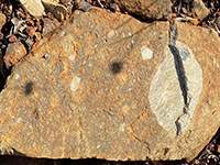 Breccia clasts exposed on a weathered surface. One light gray clast is larer than the others in this lava rock.