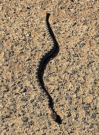 A young Western Diamondback Rattlesnake on the Mt. Whitney Trail road.