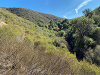 View looking up Alva Canyon along the forested creekbed area.