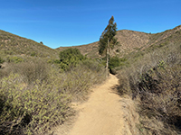 View looking down Alva Canyon not far from the Fletcher Point Trailhead area.
