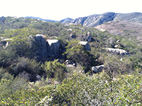 Mixed coastal sage scrub and chaparral along the Granite Boulders Highlands Trail.